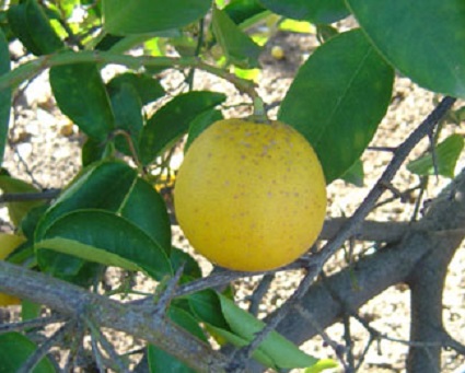 Citrus Indian Sweet Lime 45G [Prepayment Required]